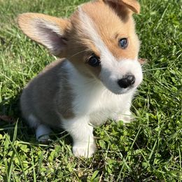 Beckett - Red male Pembroke Welsh Corgi puppy in Rolla, Missouri from Chapman Corgis