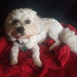 Mitch - Coton de Tulear