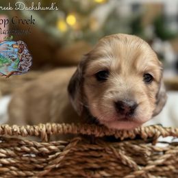Kieran - Dapple male Dachshund puppy in Fayetteville, West Virginia from Loop Creek Dachshunds