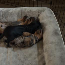 Dachshund Puppies from BZ’s Pupperoni Fractory
