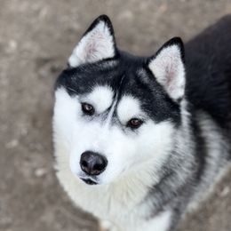 Charlee - Siberian Husky