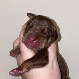 Boy 2 - Chocolate male Great Dane puppy in Spartanburg, South Carolina from Pawlmetto Danes