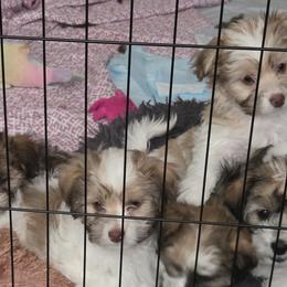 Havanese from Melissa Adams