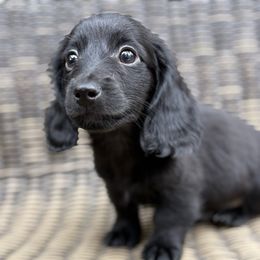 Luca - Black male Dachshund puppy in Madera, California from Winnie’s Doxies