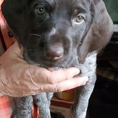 Deutsch-Drahthaars from vom Cherry Creek Kennel