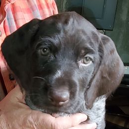 Deutsch-Drahthaars from vom Cherry Creek Kennel