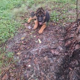 Ivy vom LegendLand - Black and red female German Shepherd puppy in Hillsborough County, Florida from Vom Legend Land