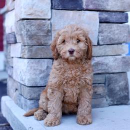 Carly Rae - Caramel female Australian Labradoodle puppy in Williamstown, New York from Lewis Manor Labradoodles