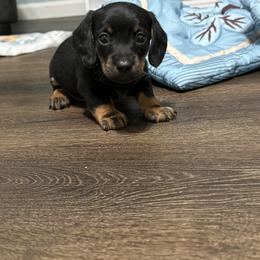 Dachshund Puppies from Johnson’s Weiner Farm