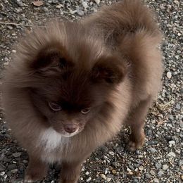 Dutch - Pomeranian