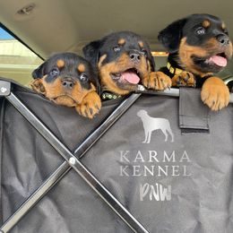 Rottweiler Puppies from KarmaKennelPNW