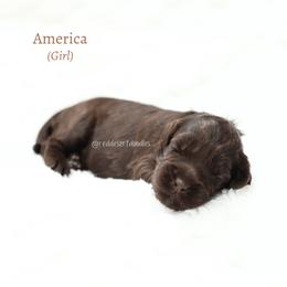 America - Chocolate female Australian Labradoodle puppy in Hurricane, Utah from Red Desert Doodles