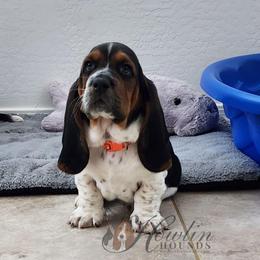 Kiri - Black brown and white female Basset Hound puppy in Surprise, Arizona from Howlin Hounds