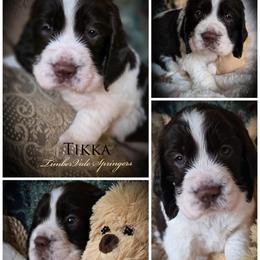 Girl 2 'Tikka' - Liver and white female English Springer Spaniel puppy in Silverdale, Washington from TimberVale Springers