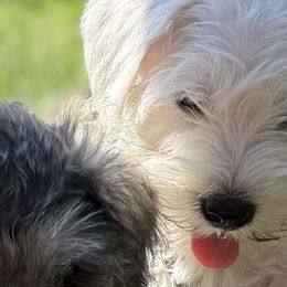 Miniature Schnauzers from Sweet and Spicy Schnauzers