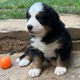 Female- Orange Collar - Black rust and white Bernese Mountain Dog puppy in Winslow, Arkansas from Brentwood Berners