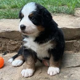 Female- Orange Collar - Black rust and white Bernese Mountain Dog puppy in Winslow, Arkansas from Brentwood Berners
