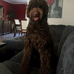 HeyHey - Labradoodle
