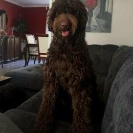 HeyHey - Labradoodle