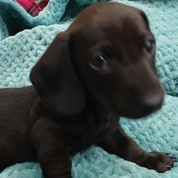 Dachshund Puppies from Boopenstein Doxies