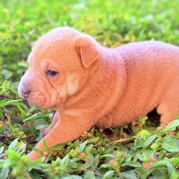 Bagel - Blue sable female Chinese Shar-Pei puppy in Lehigh Acres, Florida from Florida Wrinkles