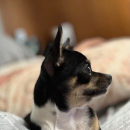 Gene - Chihuahua