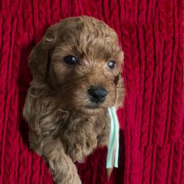 Girl - Mint - Red  female Goldendoodle puppy in Caldwell, Idaho from Idaho Mini Doodles