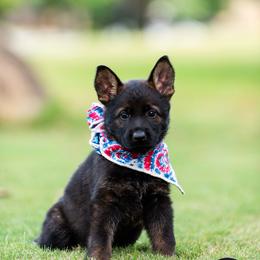 Girl (hot pink) - Sable German Shepherd puppy in Buford, Georgia from vom Vikos