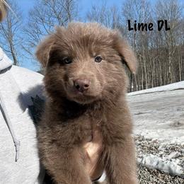 Lime DL - Isabella male German Shepherd puppy in Terra Alta, West Virginia from Shepherd Country Farm and Kennels