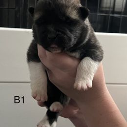 Boy 1 - Red, black overlay male Akita puppy in Indianapolis, Indiana from Gallant Akitas