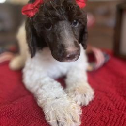 Girl 3 - Parti Poodle puppy in Meeker, Oklahoma from Sooner State Standards