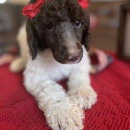 Girl 3 - Parti Poodle puppy in Meeker, Oklahoma from Sooner State Standards