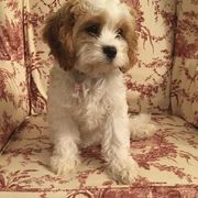 Cavachon and Cavapoo Puppies from Sweet Doodles and Poos