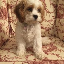 Cavachon and Cavapoo Puppies from Sweet Doodles and Poos
