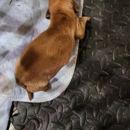 Caramel - Red and white female Basset Hound puppy in Oviedo, Florida from Boss Farms