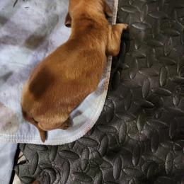 Caramel - Red and white female Basset Hound puppy in Oviedo, Florida from Boss Farms