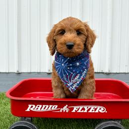 Boy 3 - male Australian Labradoodle puppy in Chelsea, Michigan from Michigan Labradoodles