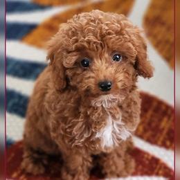 Goldendoodle Puppies from We R Mini Doodles