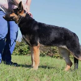 Abel - German Shepherd