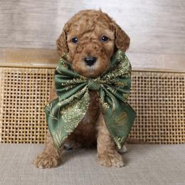 Grinch - Red  male Goldendoodle puppy in Warsaw, Ohio from Lovabledoodles