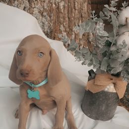 Weimaraner Puppies from North Georgia Weims