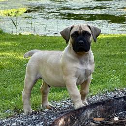 Copper (Brown Collar) - Reddish brown male Boerboel puppy in Manitowoc, Wisconsin from Mae Boerboel