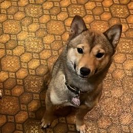 Shiba Inu from Jakysan Puppies