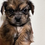 Shorkie Puppies from Shorkie Land