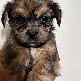 Shorkie Puppies from Shorkie Land