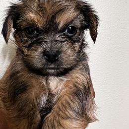 Shorkie Puppies from Shorkie Land