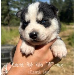 Runamok High Roller - VIP - Wolf sable male Pomsky puppy in St. Maries, Idaho from Runamok Farm