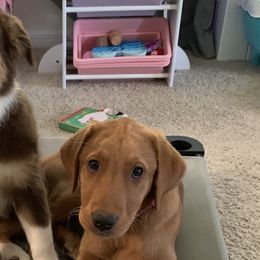 Aussiedoodles, Australian Shepherds, and Poodles from Loyal Liberty Aussies