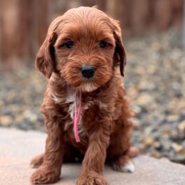 Love - Red  female Goldendoodle puppy in Twin Falls, Idaho from Magic Valley Family Doodles