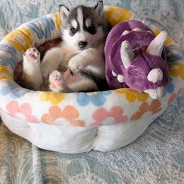 Siberian Husky Puppies from Kaleidoscope